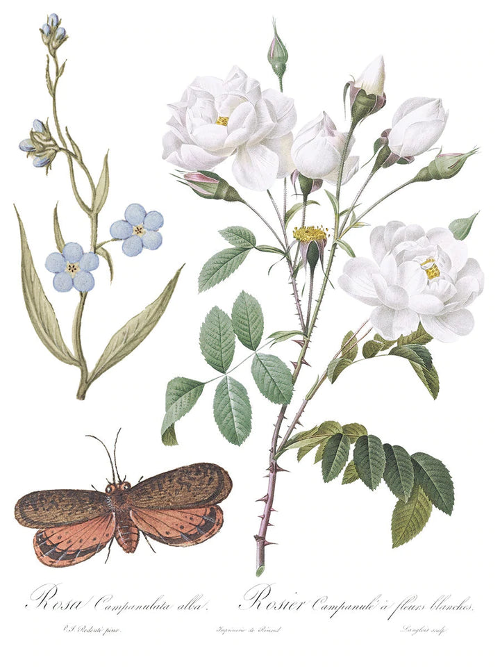 Brocante Decor Transfer | IOD