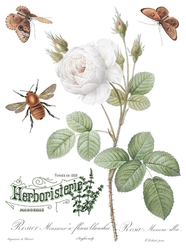 Brocante Decor Transfer | IOD