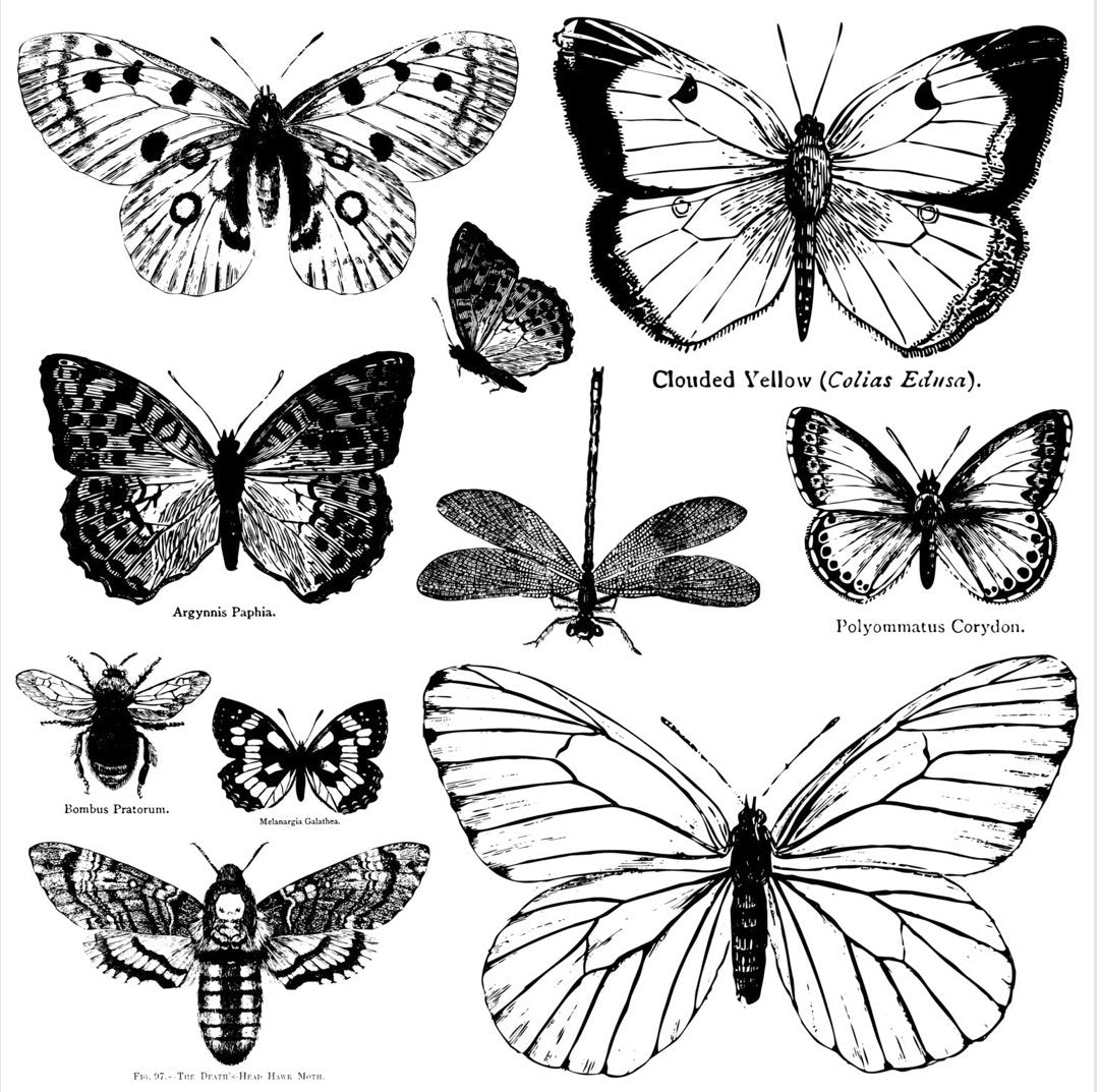 Butterflies | IOD Decor Stamp