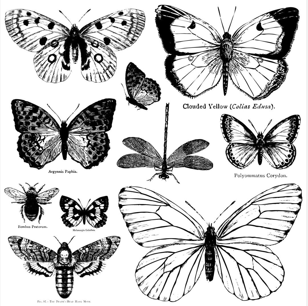 Butterflies | IOD Decor Stamp