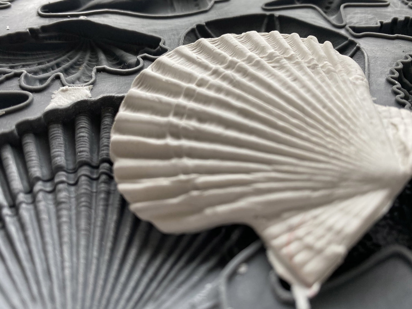 Sea Shells | IOD Decor Mould
